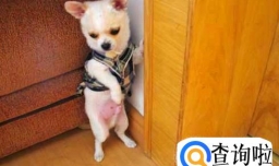 家中养狗应该如何去异味