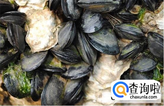 海瓜子怎么保存最好