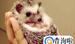 宠物刺猬怎么养?