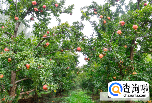 石榴想要提高产量种植需要注意什么呢?