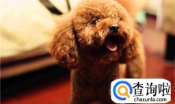 小泰迪半夜老叫怎么办