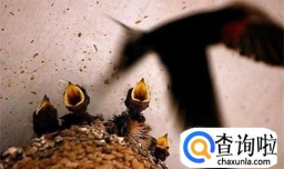 怎样吸引家燕筑巢