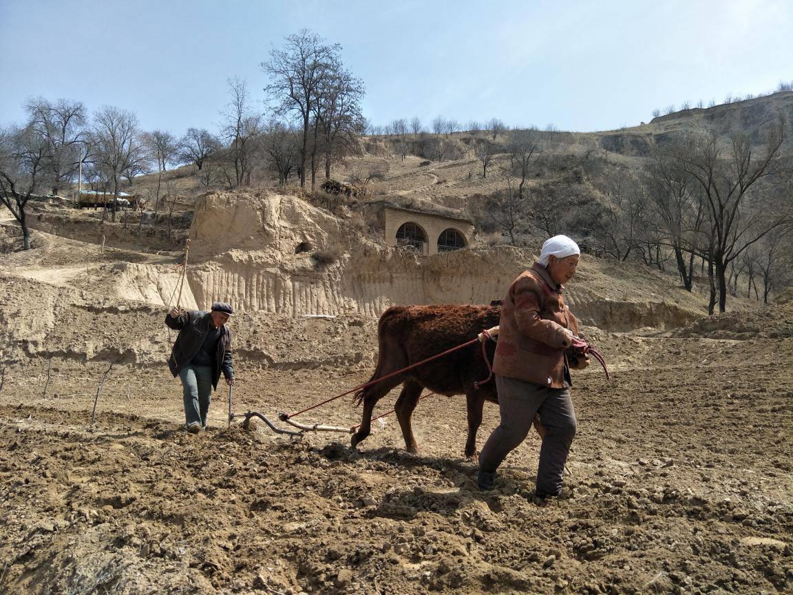 陕北农民头上为什么带白毛巾
