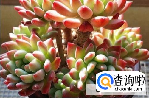 多肉植物夏天怎么养护