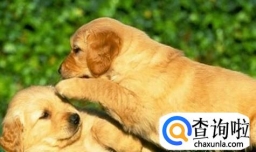 为什么狗狗总是爱蹭屁股？