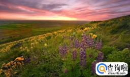 世界最稀罕的物种有哪些