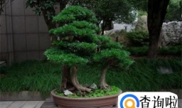 罗汉松的养殖方法和注意事项