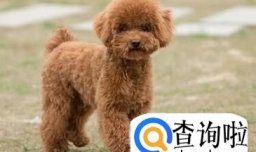 养小泰迪的注意事项