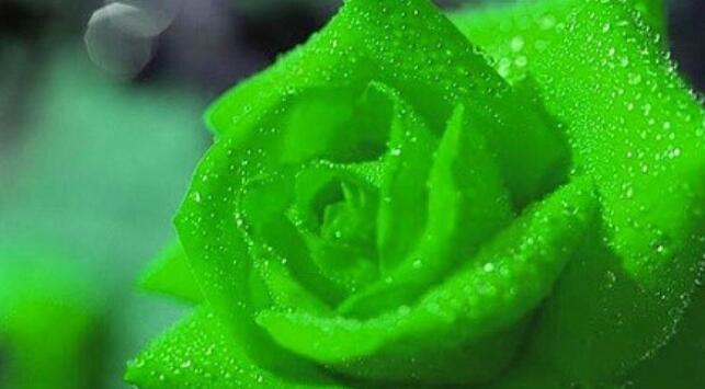 绿玫瑰花语是什么