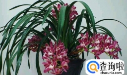 如何有效阻止大花蕙兰花苞脱落