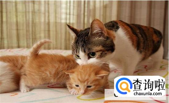 养猫正确的方式