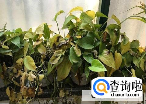 绿萝烂根最简单的处理方法是什么