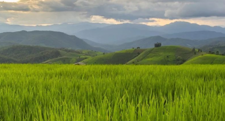 什么的田野填空词语有什么 