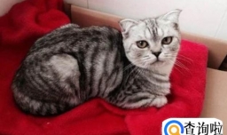 养猫掉毛太多，家里到处都是猫毛怎么办