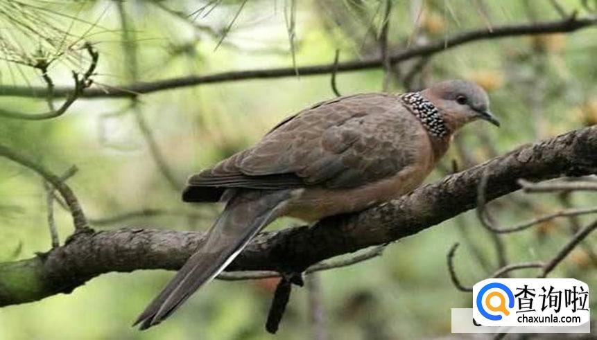 斑鸠是终身夫妻吗