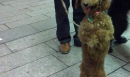 怎么训练泰迪站着走路