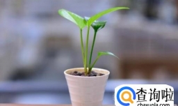 妈妈生日时送什么礼物比较贴心？