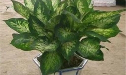 怎样养好吉祥如意花