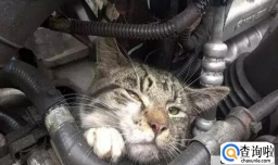 猫钻进汽车引擎盖怎么办