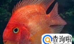 鹦鹉鱼身体出现黑斑的原因