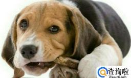 狗狗卡到喉咙怎么办
