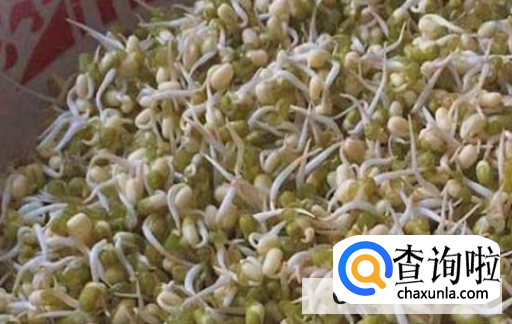 豆芽的生长过程注意事项