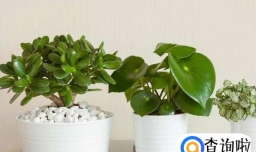 花草树木怎么过冬