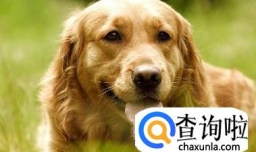 如何分辨金毛和拉布拉多