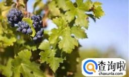 葡萄树叶子发黄怎么办