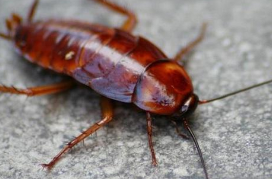 蟑螂是怎么形成的