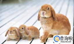 兔子胀气后拉软便怎么办