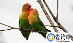 怎样饲养虎皮鹦鹉