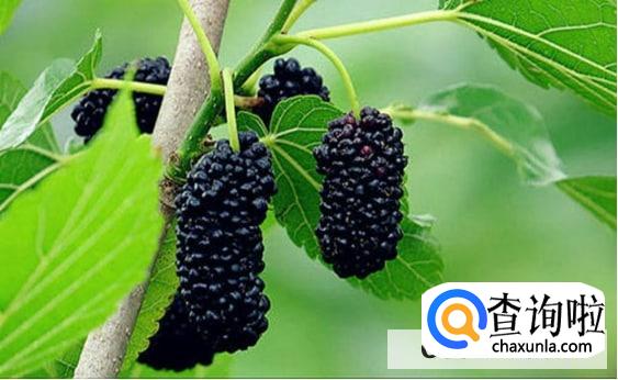 桑葚的营养价值体现在哪里