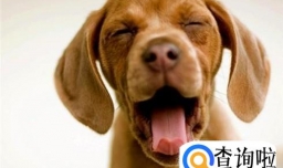 怎么给宠物起名字 宠物取什么名字好