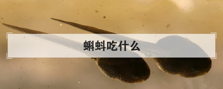 蝌蚪吃什么