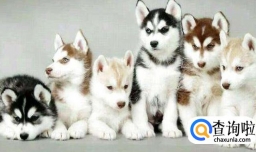 如何判断阿拉斯加年龄，怎么延长阿拉斯加寿命