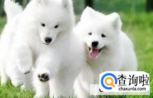 2个月的萨摩耶到新家要注意什么