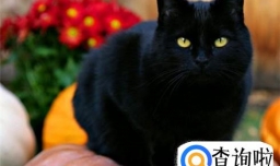 怎么训练猫不咬人 ?