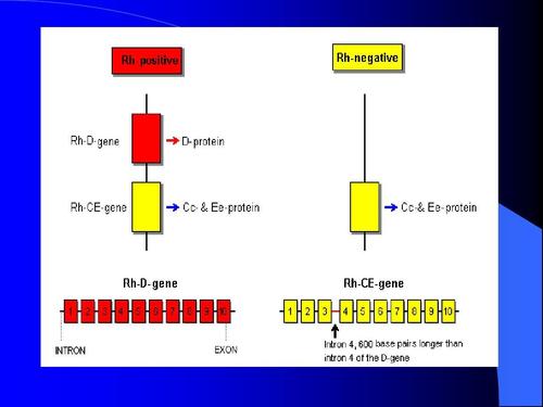 rh血型阳性什么意思