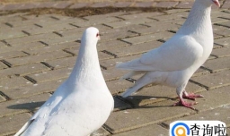 鸽子走路怎么保持平衡