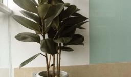 橡皮树的修剪方法图解