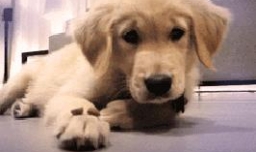 金毛犬寿命和年龄的鉴别要点