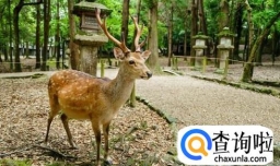 奈良小鹿咬人吗？被奈良小鹿缠上怎么办？