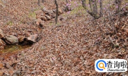 最快制作腐叶土的方法