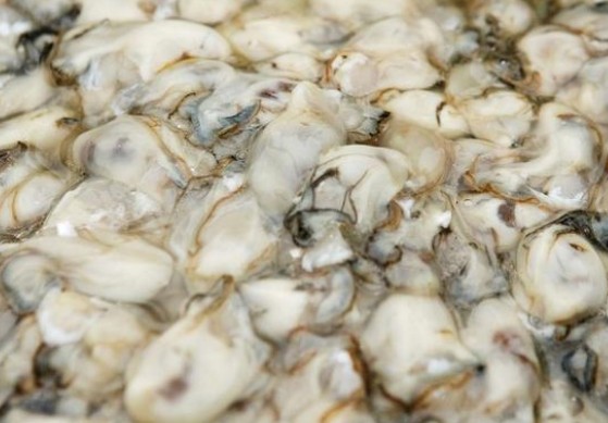 牡蛎和生蚝的区别