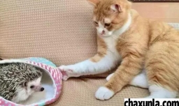 怎么跟猫咪一起生活