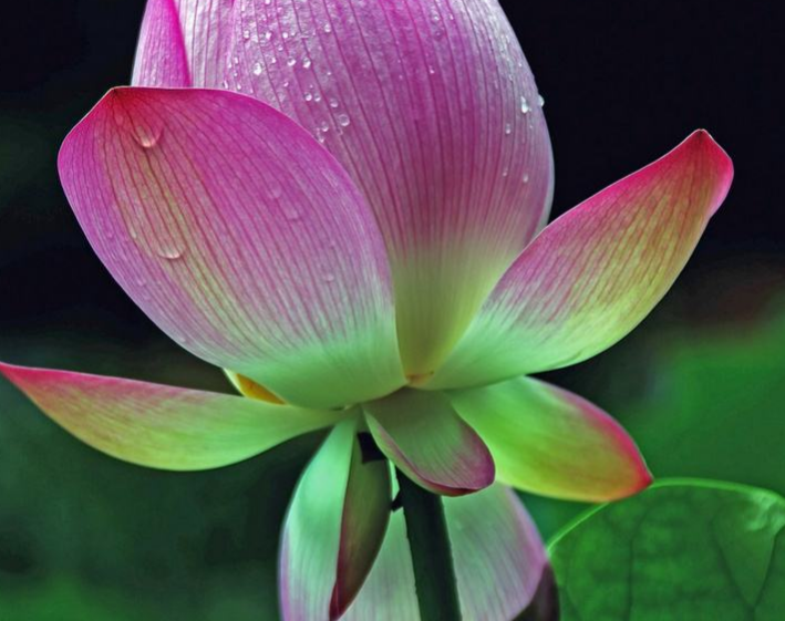 孤芳自赏意思是什么意思