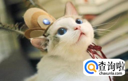 猫咪跑丢了怎么找回