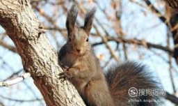 魔王松鼠 简单好养的宠物