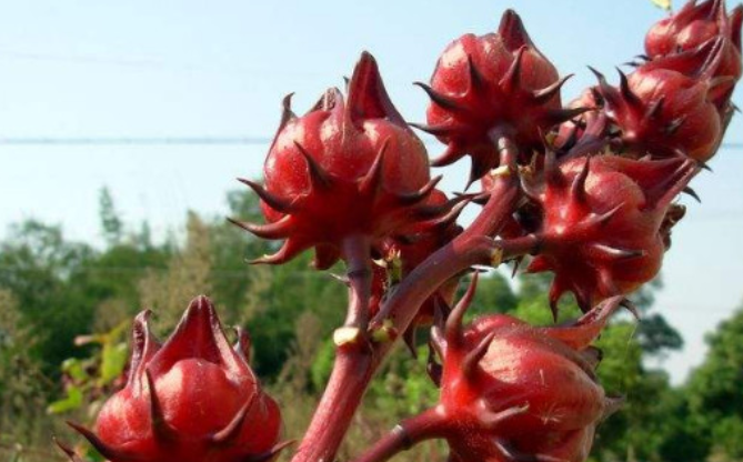 红桃k有什么功效和作用